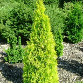 Tuja ‘Janed Gold’