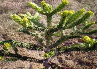 Araukaria chilijska
