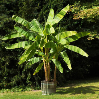 Bananowiec karłowy ‘Dwarf Cavendish’