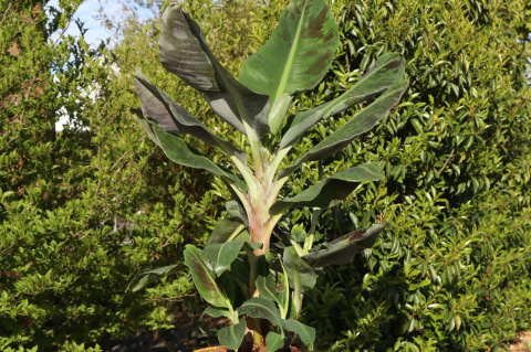 Bananowiec karłowy ‘Dwarf Cavendish’ Bananowiec karłowy ‘Dwarf Cavendish’