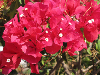 Bugenwilla
