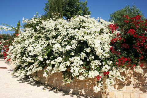 Bugenwilla Bugenwilla