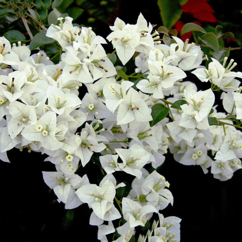 Bugenwilla Bugenwilla