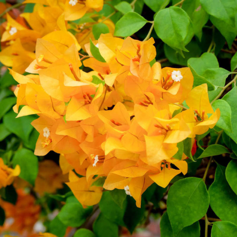 Bugenwilla