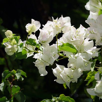 Bugenwilla