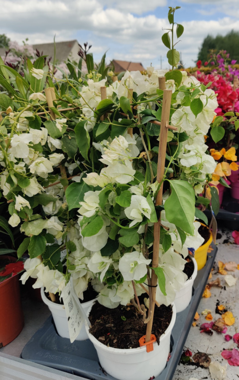 Sadzonki Bugenwilla