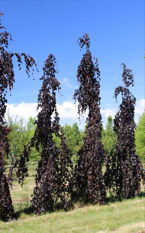 Buk pospolity 'Purple Fountain' szczepiony na pniu Buk pospolity 'Purple Fountain' szczepiony na pniu