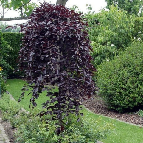 Buk pospolity 'Purple Fountain' szczepiony na pniu Buk pospolity 'Purple Fountain' szczepiony na pniu