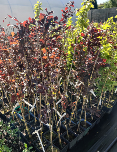 Sadzonki - różne odmiany buków w tym 'Purpurea Tricolor'
