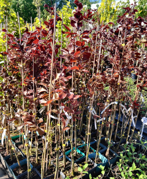 Sadzonki - różne odmiany buków w tym 'Purpurea Tricolor'