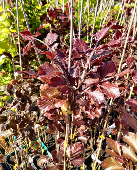 Sadzonki - różne odmiany buków w tym 'Purpurea Tricolor'