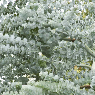 Eukaliptus 'Silver Dollar'