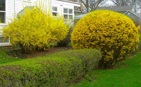 Forsycja (Forsythia)