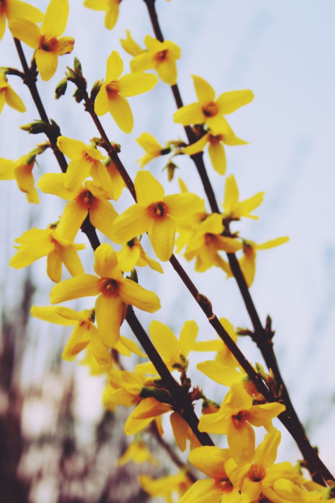 Forsycja (Forsythia)