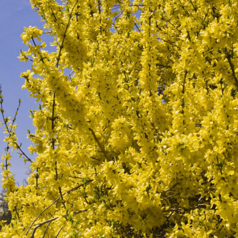 Forsycja (Forsythia)