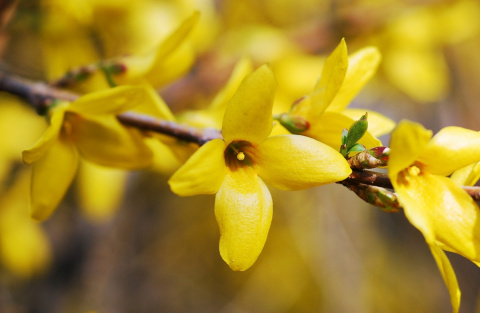 Forsycja (Forsythia)
