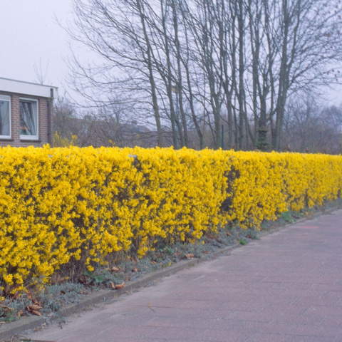 Forsycja (Forsythia)