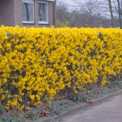 Forsycja (Forsythia)