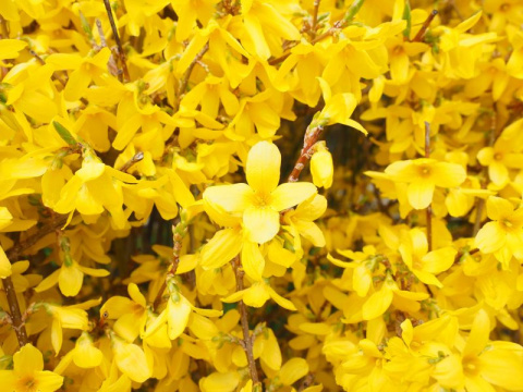 Forsycja (Forsythia)