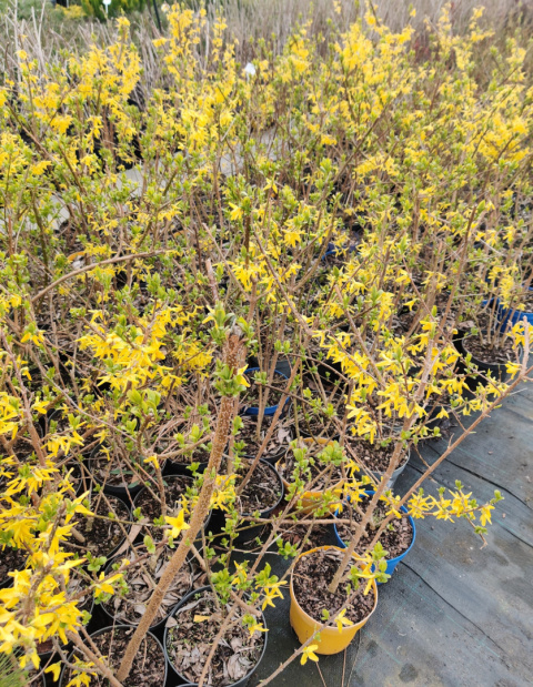 Sadzonki Forsycja (Forsythia)