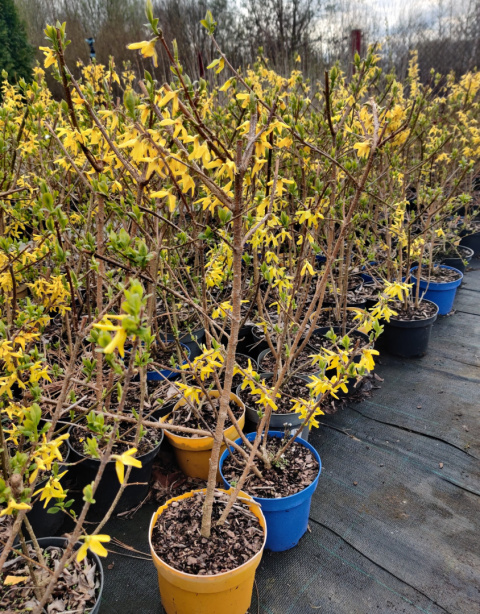 Sadzonki Forsycja (Forsythia)