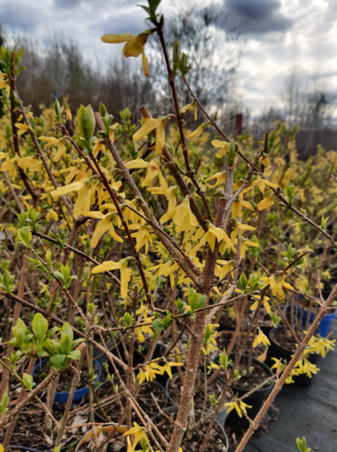 Sadzonki Forsycja (Forsythia)