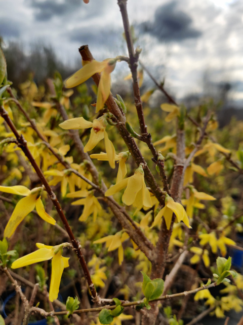 Sadzonki Forsycja (Forsythia)