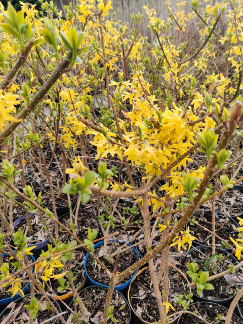 Sadzonki Forsycja (Forsythia)
