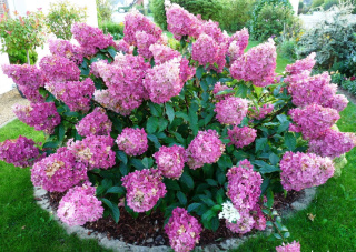 Hortensja bukietowa 'Sundae Fraise' PBR