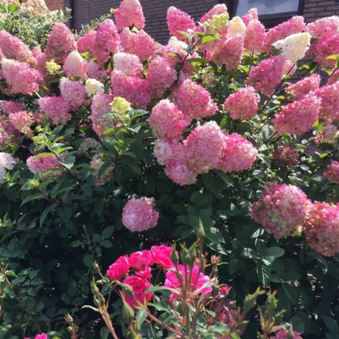 Hortensja bukietowa ‘Sundae Fraise’ PBR Hortensja bukietowa ‘Sundae Fraise’ PBR