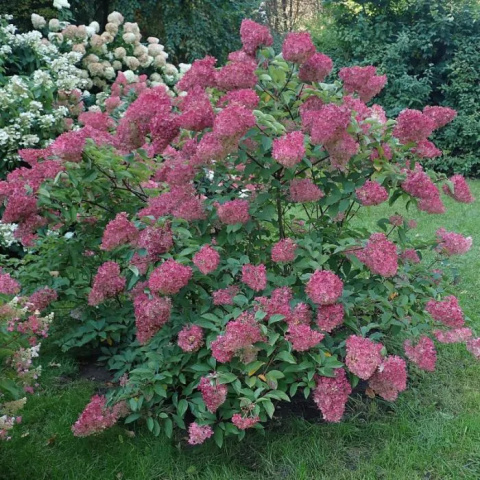Hortensja bukietowa ‘Sundae Fraise’ PBR Hortensja bukietowa ‘Sundae Fraise’ PBR
