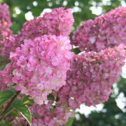 Hortensja bukietowa ‘Sundae Fraise’ PBR Hortensja bukietowa ‘Sundae Fraise’ PBR