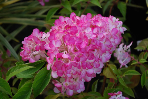 Hortensja bukietowa ‘Sundae Fraise’ PBR