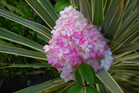 Hortensja bukietowa ‘Sundae Fraise’ PBR