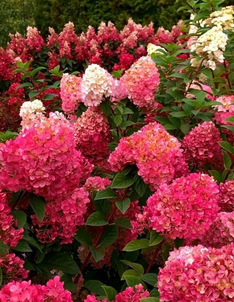 Hortensja bukietowa ‘Sundae Fraise’ PBR