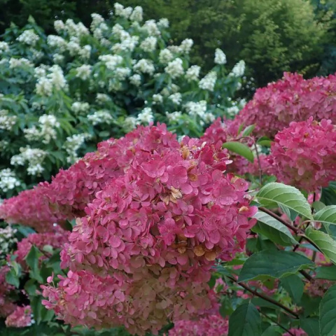 Hortensja bukietowa ‘Sundae Fraise’ PBR