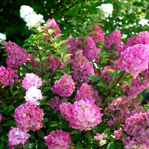 Hortensja bukietowa ‘Sundae Fraise’ PBR