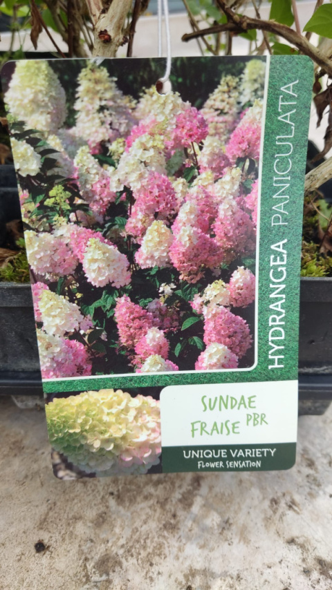 Sadzonki Hortensja bukietowa ‘Sundae Fraise’ PBR