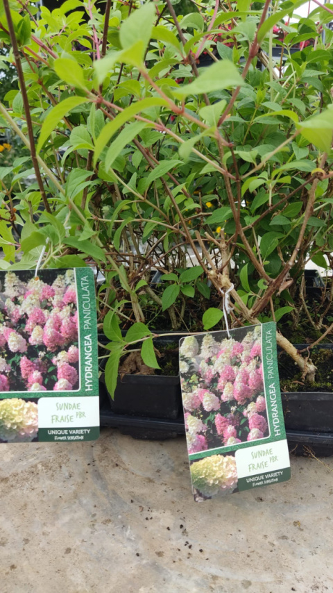 Sadzonki Hortensja bukietowa ‘Sundae Fraise’ PBR