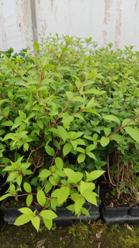 Sadzonki Hortensja bukietowa ‘Sundae Fraise’ PBR