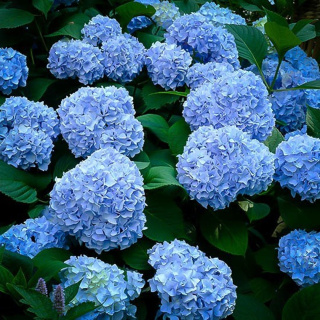 Hortensja ogrodowa 'Nikko Blue'
