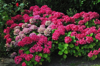 Hortensja ogrodowa 'Red Baron'