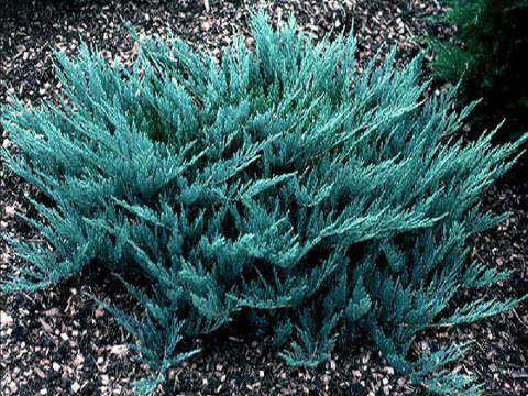 Jałowiec płożący 'Blue Chip' Jałowiec płożący 'Blue Chip'