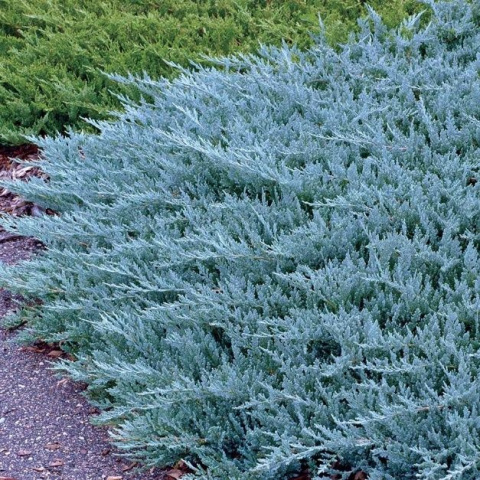 Jałowiec płożący 'Blue Chip' Jałowiec płożący 'Blue Chip'