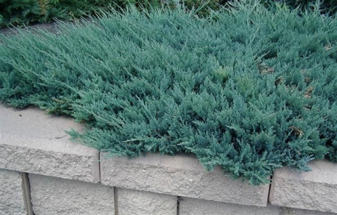 Jałowiec płożący 'Blue Chip' Jałowiec płożący 'Blue Chip'