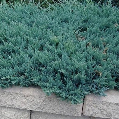Jałowiec płożący 'Blue Chip'