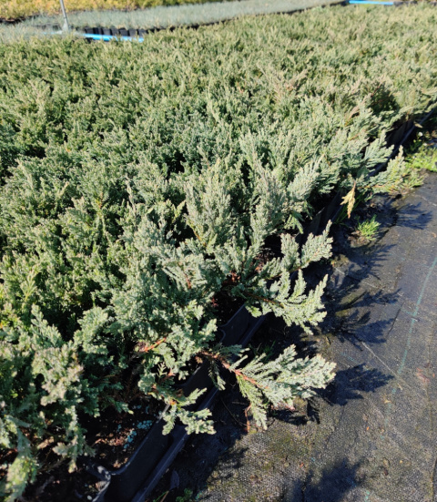 Sadzonki Jałowiec płożący 'Blue Chip'