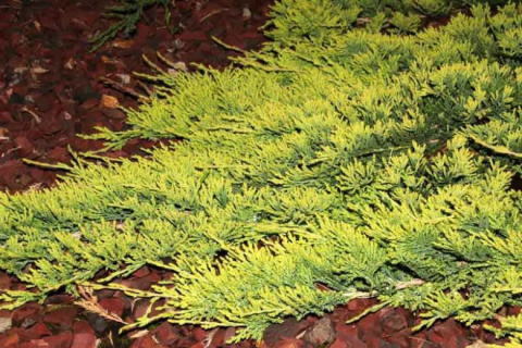 Jałowiec płożący 'Golden Carpet' Jałowiec płożący 'Golden Carpet'