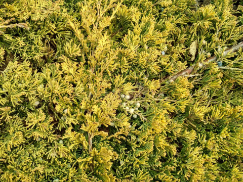 Jałowiec płożący 'Golden Carpet' Jałowiec płożący 'Golden Carpet'