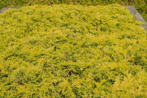 Jałowiec płożący 'Golden Carpet' Jałowiec płożący 'Golden Carpet'